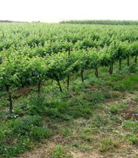 כל יין נוצר מענבים שגדלו ב'טרואר' שונה